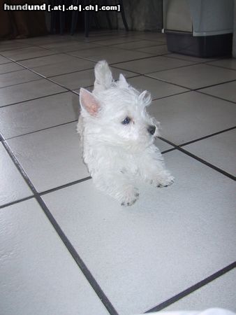 West Highland White Terrier Hunde Foto 20557 in höherer Auflösung ansehen West Highland White Terrier Westi Welpe Star ofRoyal Diamonds