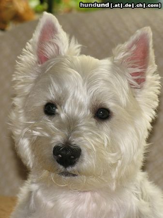 West Highland White Terrier Hunde Foto 26364 in höherer Auflösung ansehen West Highland White Terrier