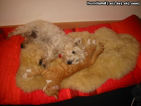 West Highland White Terrier Hunde Foto 14372 West Highland White Terrier Freunde fürs Leben (Westi-Lucy, Katze-Chica)