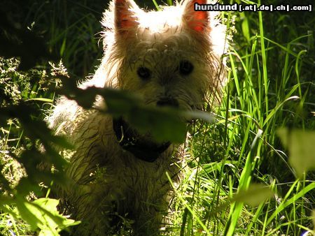West Highland White Terrier Hunde Foto 12458 West Highland White Terrier Idefix mit 1 Jahr nach dem Bad im Froschteich