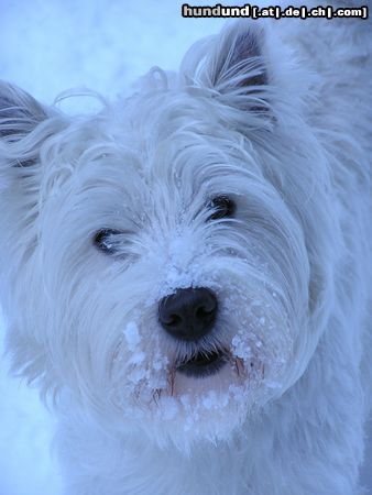 West Highland White Terrier Hunde Foto 18234 in höherer Auflösung ansehen West Highland White Terrier Idefix liebt den Schnee
