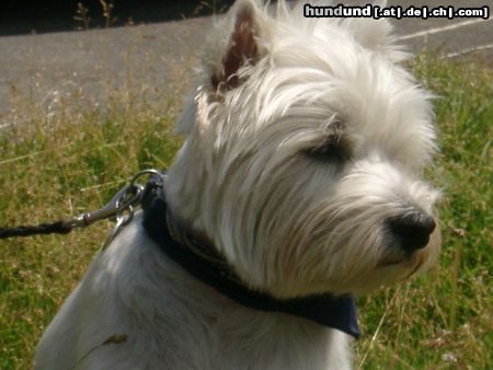 West Highland White Terrier Hunde Foto 6628 West Highland White Terrier