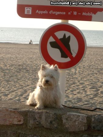 West Highland White Terrier Hunde Foto 4589 West Highland White Terrier Nicky