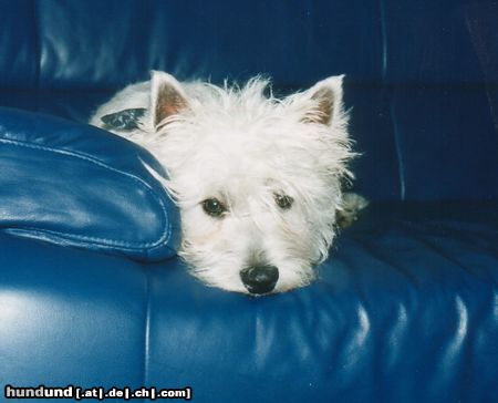 West Highland White Terrier Hunde Foto 7210 West Highland White Terrier mein Westie JerryLee mit 6Monaten