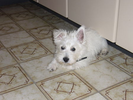 West Highland White Terrier Jimmy