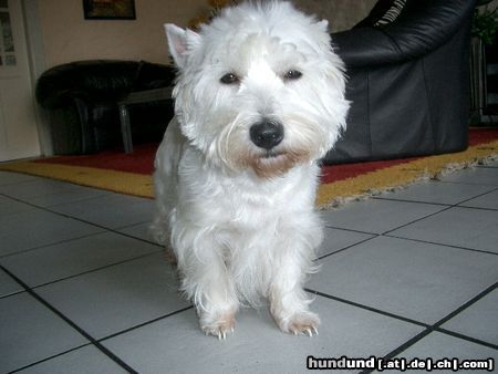 West Highland White Terrier Hunde Foto 20559 West Highland White Terrier Westhighland White Terrier Star of Royal Diamonds