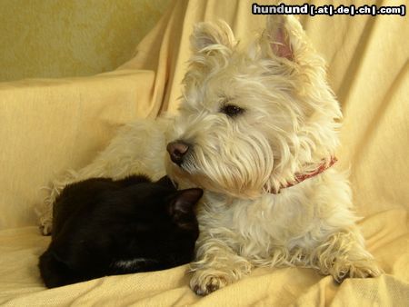 West Highland White Terrier Hunde Foto 8313 West Highland White Terrier Xania mit Ronja - Machmal bewache ich auch schlafende Katzen