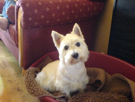 West Highland White Terrier Ayka