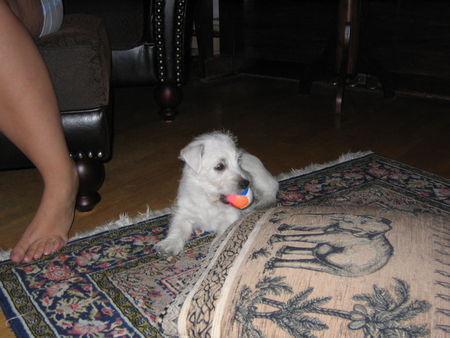 West Highland White Terrier Hunde Foto 31798 West Highland White Terrier Das ist Ben mit 11 Wochen