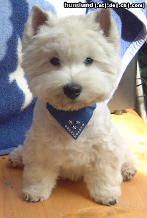 West Highland White Terrier Hunde Foto 3685 West Highland White Terrier Mein Rüde Lucky vom Jolly Joker