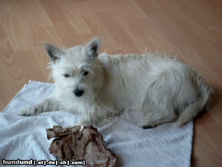 West Highland White Terrier Hunde Foto 11505 West Highland White Terrier Kommt meinem Knochen nicht zu nahe