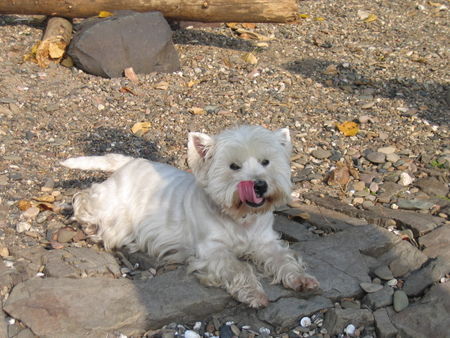West Highland White Terrier Melly (8Jahre) Freundin von Rocky