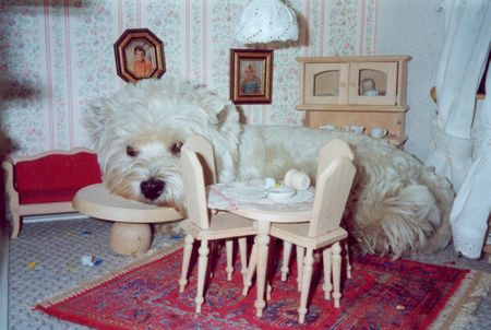West Highland White Terrier Hunde Foto 1560 West Highland White Terrier Mozart im Puppenhaus der Kinder
