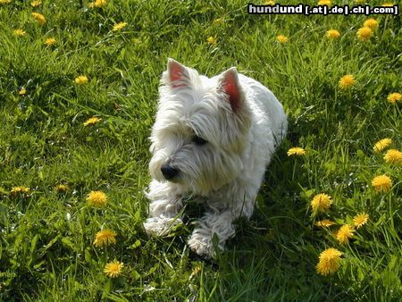West Highland White Terrier Hunde Foto 11638 West Highland White Terrier Perry im Alter von 11 Jahren