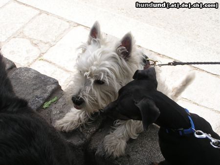 West Highland White Terrier Hunde Foto 21497 in höherer Auflösung ansehen West Highland White Terrier ich will da hinauf!