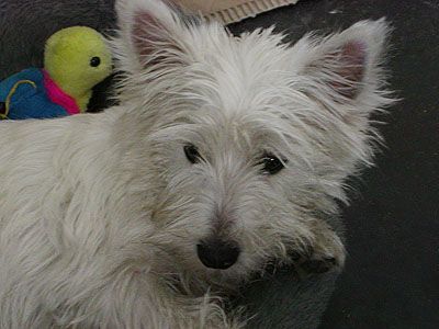 West Highland White Terrier Hunde Foto 2529 West Highland White Terrier