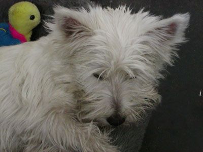 West Highland White Terrier Shira 