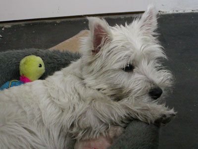 West Highland White Terrier Shira 