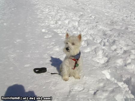 West Highland White Terrier Hunde Foto 2697 West Highland White Terrier Viele Grüsse aus dem Schnee!