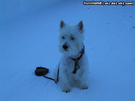 West Highland White Terrier Hunde Foto 2698 West Highland White Terrier Listo im Schnee!