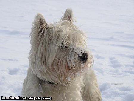 West Highland White Terrier Hunde Foto 21121 in höherer Auflösung ansehen West Highland White Terrier Ushi de la Combe Berail, genannt Idefix, mit eineinhalb Jahren im letzten Winter