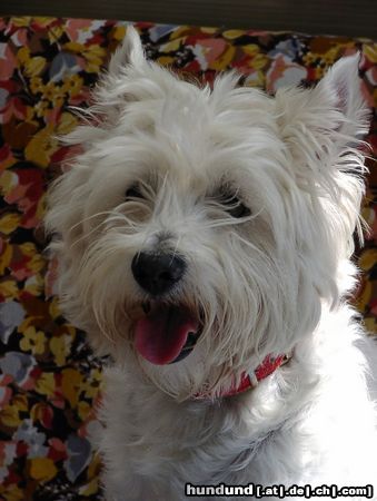 West Highland White Terrier Hunde Foto 9780 West Highland White Terrier Unser aller Liebling...wer kann diesem süssen Gesicht schon widerstehen?