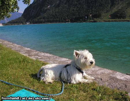 West Highland White Terrier Hunde Foto 4560 West Highland White Terrier Listo beim Sonnenbaden!