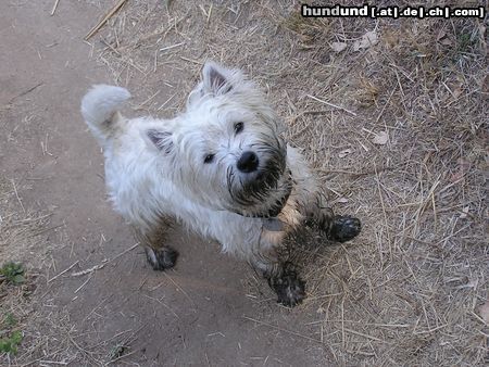 West Highland White Terrier Idefix hatte offenbar wieder mal großen Spaß