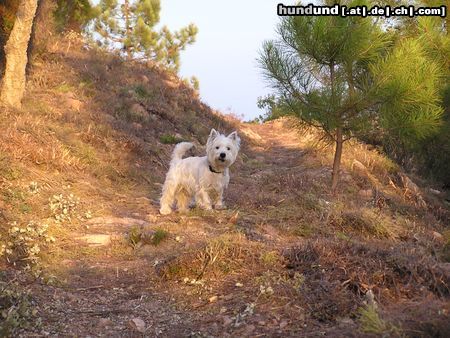 West Highland White Terrier Hunde Foto 16150 in höherer Auflösung ansehen West Highland White Terrier Idefix kann es nie schnell genug gehen