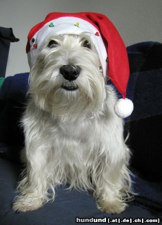 West Highland White Terrier Hunde Foto 4561 West Highland White Terrier Der Weinachtsmann!