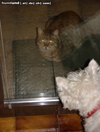 West Highland White Terrier Hunde Foto 9779 West Highland White Terrier Wenn ich eine Katze seh`...ohweh...ohweh !!!