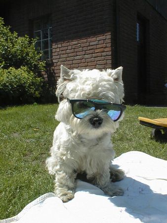 West Highland White Terrier Hunde Foto 1561 West Highland White Terrier Mozart : DIB (Dog in black)