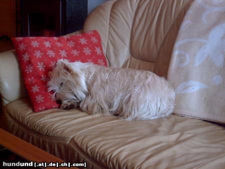 West Highland White Terrier Fiby, macht ein kleines schläfchen !