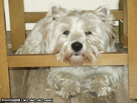 West Highland White Terrier Hunde Foto 16289 in höherer Auflösung ansehen West Highland White Terrier Flip beim meditieren