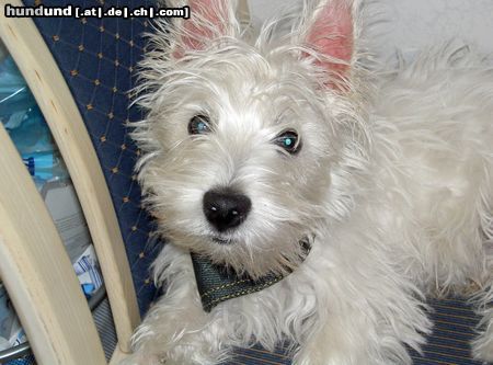 West Highland White Terrier Hunde Foto 7824 West Highland White Terrier Musst du mich fotografieren?
