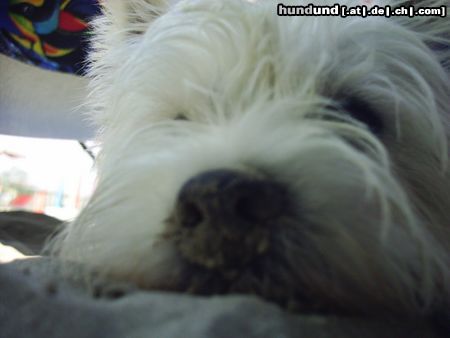 West Highland White Terrier Hunde Foto 14680 West Highland White Terrier Snoopy Urlaub in Italien, ich will meine ruhe