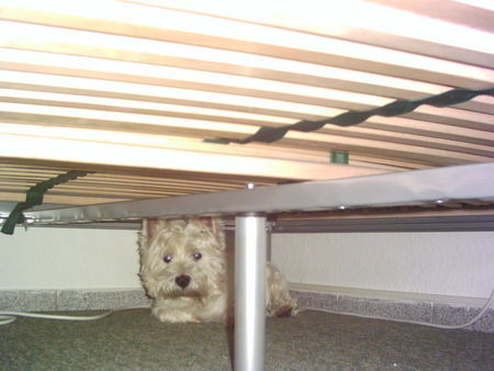 West Highland White Terrier Hunde Foto 41634 West Highland White Terrier Ich will nicht baden