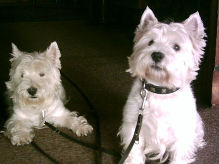 West Highland White Terrier Pascha und Santos