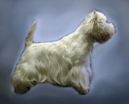 West Highland White Terrier Idefix in Ausstellungspose