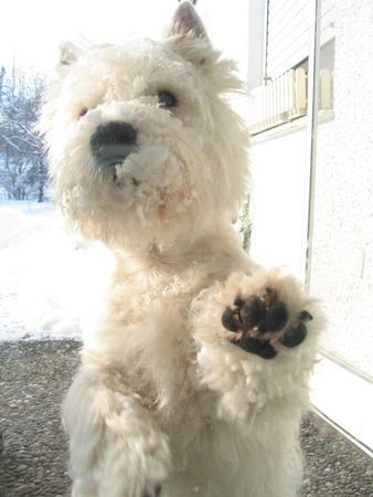 West Highland White Terrier bitte laß mich rein