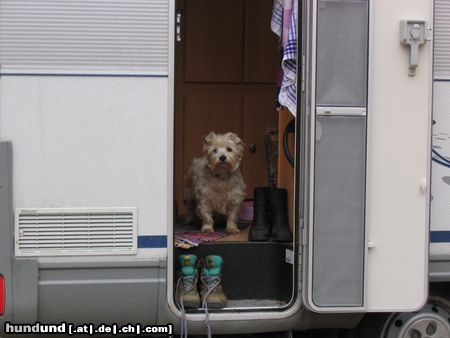 West Highland White Terrier Hunde Foto 9376 West Highland White Terrier Biene 4 Jahre wann geht es endlich los