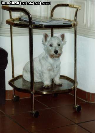 West Highland White Terrier Hunde Foto 17600 in höherer Auflösung ansehen West Highland White Terrier Gioa Snow-Star als Welpe in der Privatkutsche
