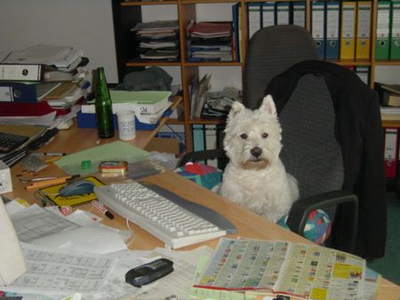 West Highland White Terrier Hunde Foto 1265 West Highland White Terrier Rambo bei der Arbeit