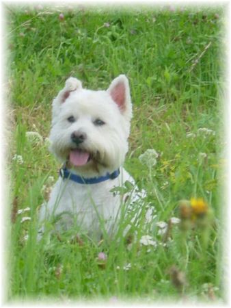 West Highland White Terrier Hunde Foto 1142 West Highland White Terrier Rambo