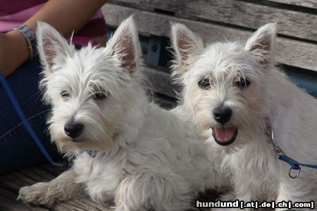 West Highland White Terrier Hunde Foto 14212 West Highland White Terrier