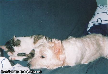 West Highland White Terrier Hunde Foto 17082 in höherer Auflösung ansehen West Highland White Terrier Freunde unter sich