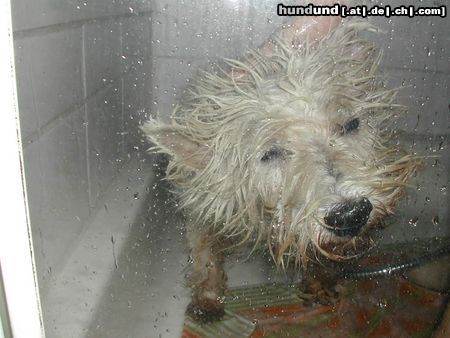 West Highland White Terrier Hunde Foto 10790 West Highland White Terrier Struppi haßt waschen!
