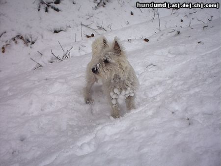 West Highland White Terrier Hunde Foto 15955 West Highland White Terrier Sally im Schnee