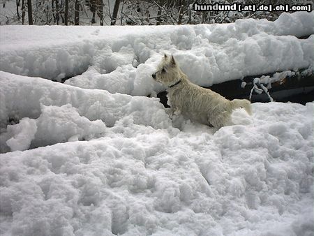 West Highland White Terrier Hunde Foto 15956 West Highland White Terrier