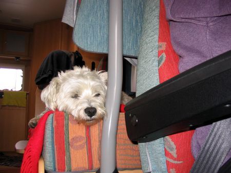 West Highland White Terrier Hunde Foto 36179 West Highland White Terrier Reisen ist anstrengend